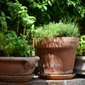 Ogródek ziołowy na balkonie lub parapecie