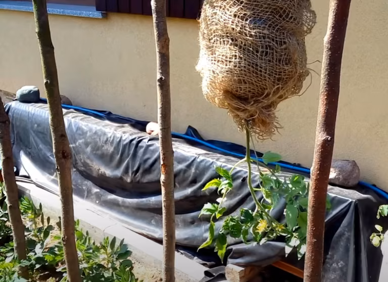 Hit sezonu: Pomidory do góry nogami - Ogrodnicy oszaleli na punkcie tego triku!