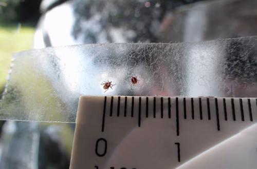 Uważaj na nimfy kleszcza! Są bardzo małe ale niebezpieczne!