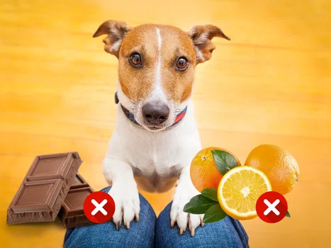 Jakich produktów nie powinien jeść pies?