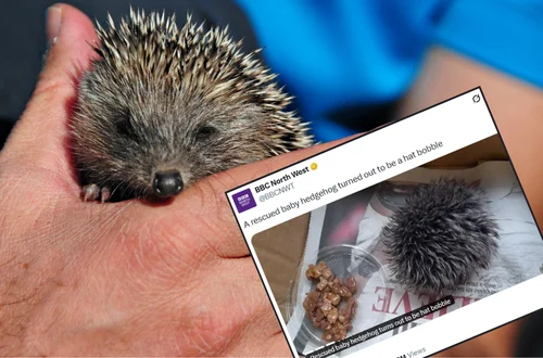 Kobieta myślała, że znalazła jeża - opiekowała się nim i zawiozła do weterynarza! Na miejscu okazało się, że to pompon od czapki