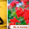 Lubisz kwiaty? Tych lepiej nie uprawiaj w domu!