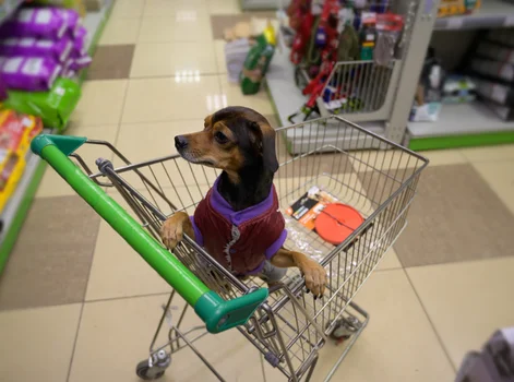 Wózki dla psów w marketach w Polsce! Na zakupy nie tylko z małymi pupilami!