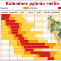 Kalendarz pylenia roślin - sprawdź go koniecznie, jeśli masz alergie!