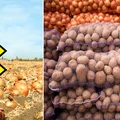 Cebula w cenie pomarańczy! Nie zgadniesz, ile zapłacisz za 1 kg! Skąd te podwyżki?