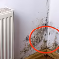 Pleśń a zdrowie – 7 sygnałów mówiących o chorobie spowodowanej pleśnią!
