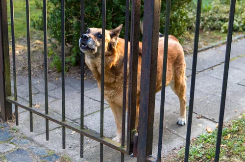 Zwrot kosztów za wyżywienie, zabawki i leczenie psa! W tym przypadku można skorzystać z nowej ulgi podatkowej