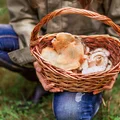 Zbieranie i sprzedaż grzybów a podatek! Uwaga na kary - Fiskus może naliczyć 75%