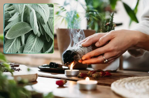 Zapal listki szałwii w bezpieczny sposób – naturalne oczyszczanie powietrza z bakterii i grzybów!