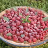 Tarta z malinami