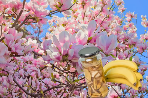 Wlej to pod swoją magnolię, a zakwitnie jak szalona! Ten jeden składnik z Twojej kuchni to naturalny eliksir