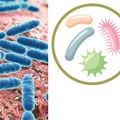 Czym są probiotyki? Poznaj naturalne sposoby na polepszenie stanu zdrowia!