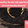 7 powodów, by jak najczęściej sięgać po czarnuszkę siewną!