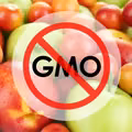Jak rozpoznać owoce GMO?