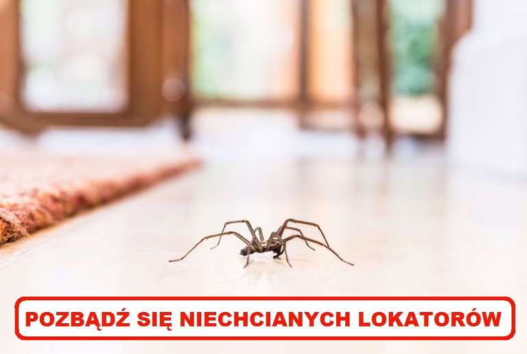 Jak odstraszyć PAJĄKI? Poznaj najlepsze sposoby!