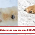 Wypróbuj mieszankę która ochroni łapy Twojego PSA przed SOLĄ na chodnikach!