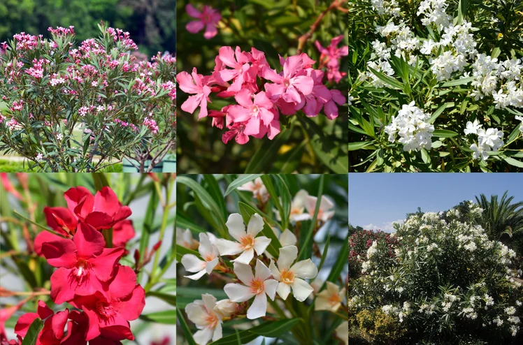 Zdjęcie Uprawiamy ją w doniczkach, a jest silnie toksyczna! Sanepis wydał ważny komunikat z ostrzeżeniem #1