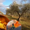 Pożary wymknęły się spod kontroli? Portugalia i Hiszpania walczą z ogniem!