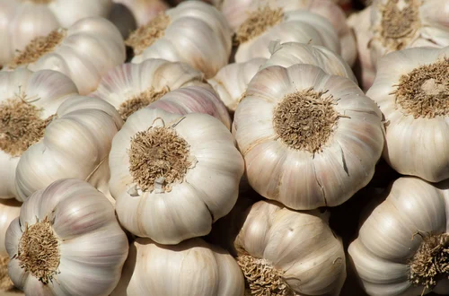 Dzień Czosnku: Święto Smaku i Zdrowia