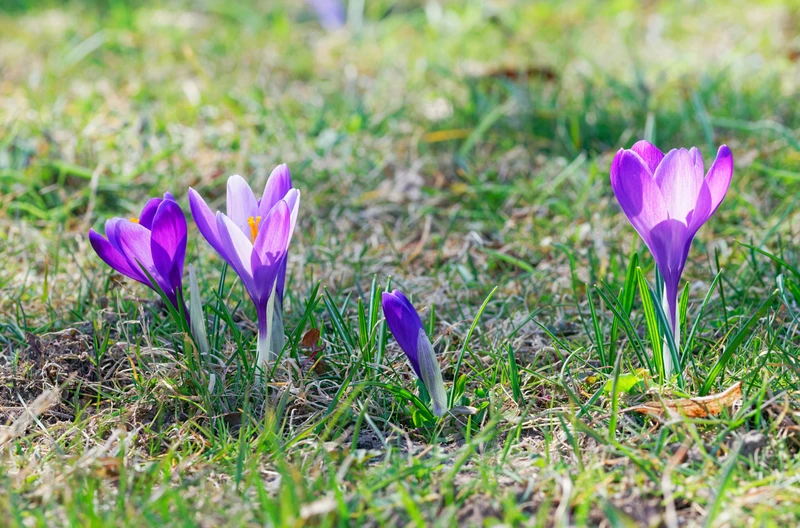 Kłopoty z prawem za zdjęcie z krokusami?! Tych roślin pod żadnym pozorem nie zrywaj w lesie (LISTA)!