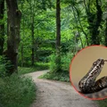 Wyglądają niepozornie, ale mogą być groźne! Uważaj, gdzie stawiasz nogę w lesie!