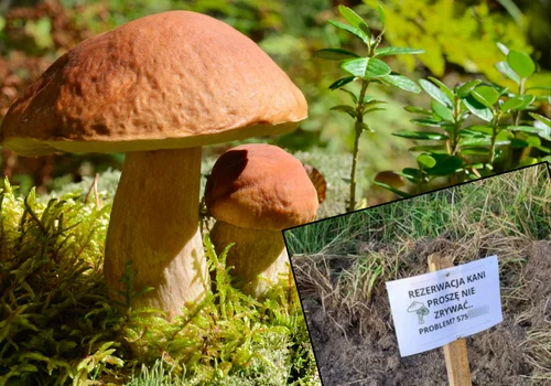 W lasach pojawiają się "rezerwacje" grzybów! Co one oznaczają? Lasy Państwowe wyjaśniają!