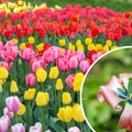 Co zrobić z tulipanami, jak przekwitną? Te 2 rzeczy są kluczowe!