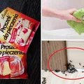 Przepędź mrówki raz na zawsze! Poznaj genialne rozwiązanie z twojej kuchni