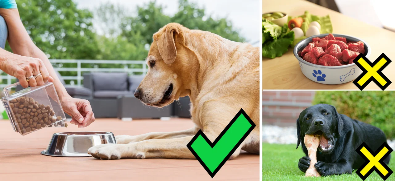 Sama przygotowujesz jedzenie dla psa? Poznaj 6 najczęstszych błędów!