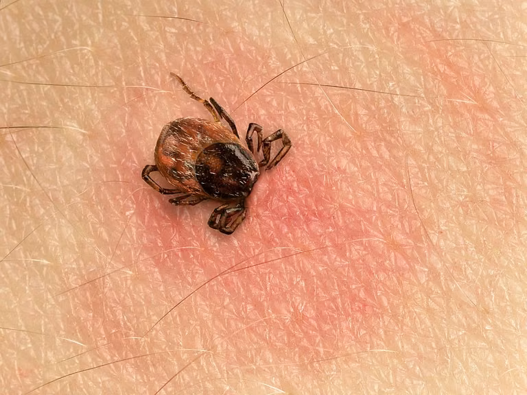 Naturalne sposoby walki z kleszczami