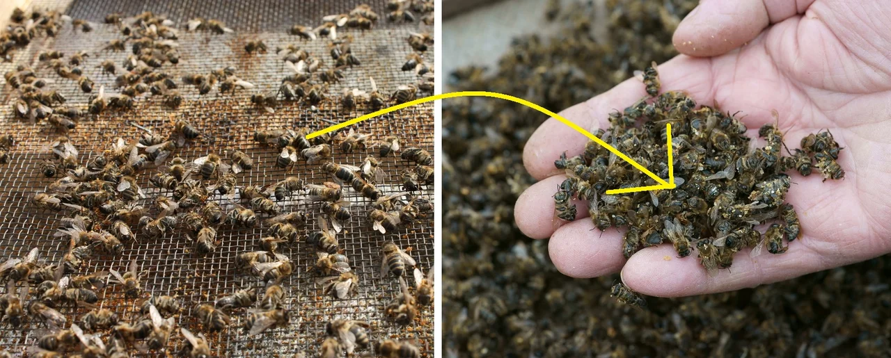 W Rzeszowie otruto 2,5 mln pszczół z jednej pasieki! Trwa dochodzenie