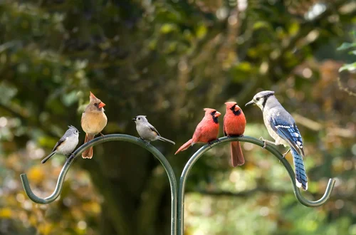 Europejski Dzień Ptaków: Celebrowanie Skrzydlatej Różnorodności