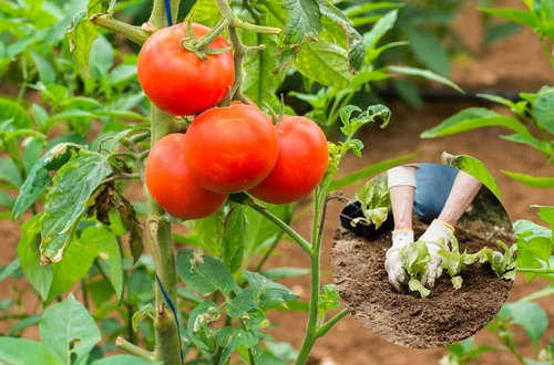 Posadź TĘ roślinę obok pomidorów, a zbiory przerosną Twoje oczekiwania!