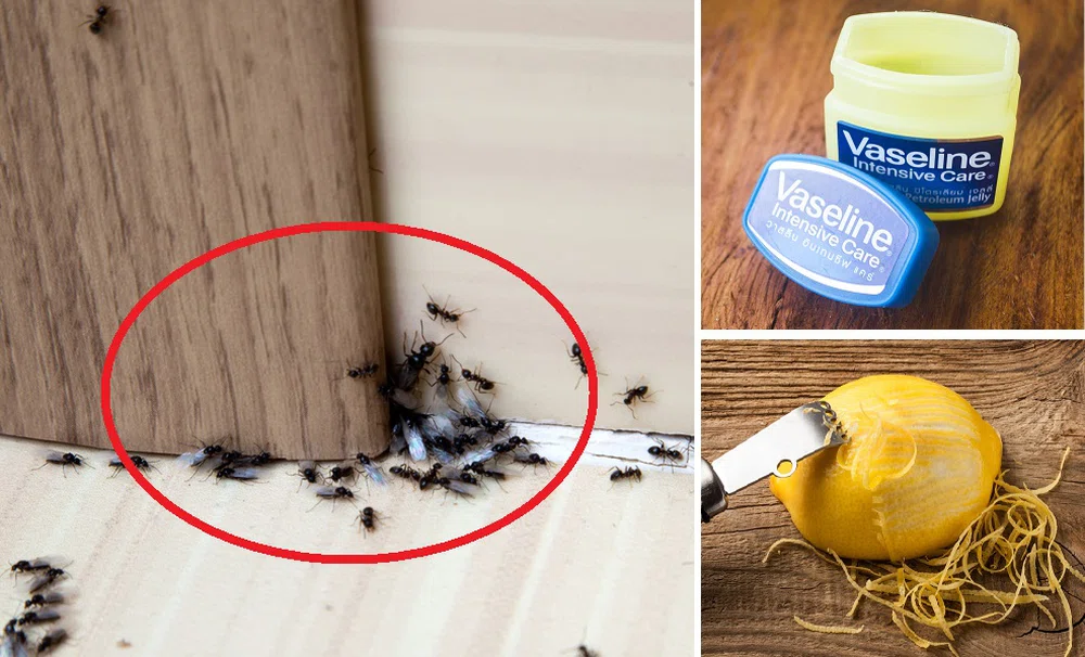 Jak pozbyć się mrówek z domu? 7 domowych sposobów!