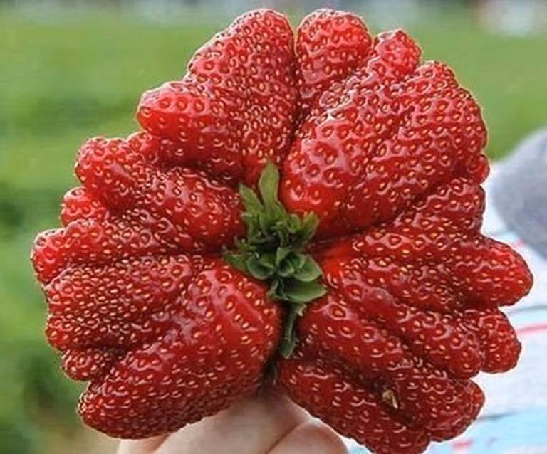 Truskawka gigant
