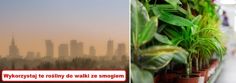 Czy wiesz, że niektóre ROŚLINY chronią nas przed SMOGIEM?