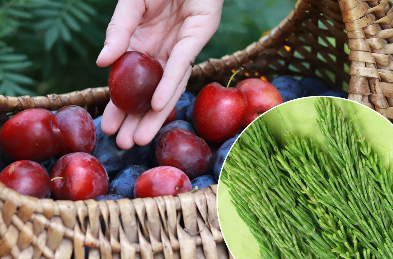 Zerwij na łące i zrób naturalny oprysk! Po śliwkach robaczywkach nie będzie ani śladu