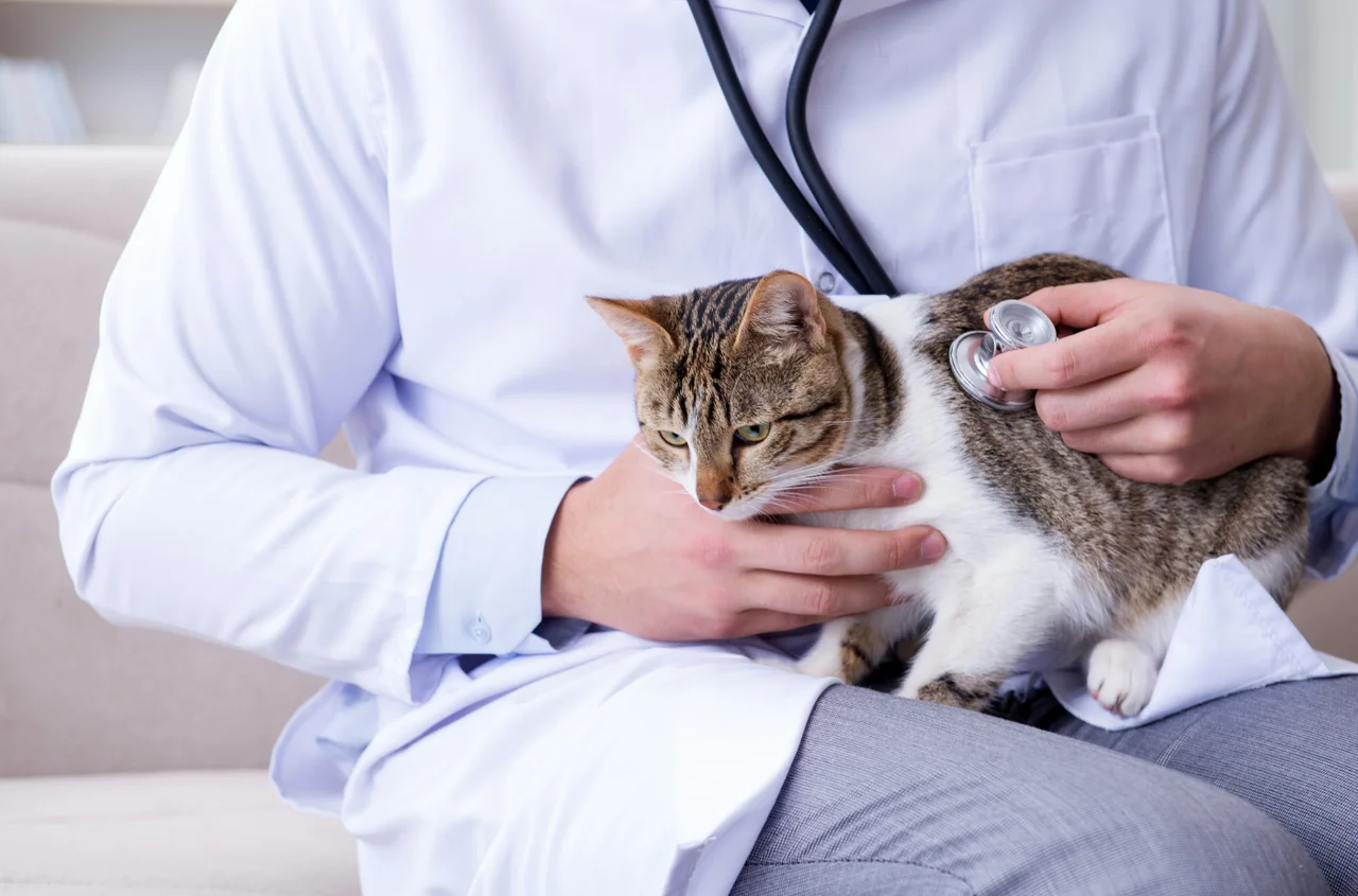 Alarm dla właścicieli kotów! Weterynarze ostrzegają przed nieznaną chorobą!