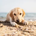 Polskie plaże nie dla psów? Wiemy, co na ten temat sądzą Polacy!