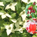 Sok z derenia- na włosy, skórę, paznokcie i odporność.