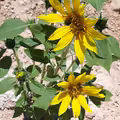 Międzynarodowy Dzień Partyzanckiego Sadzenia Słoneczników - Święto Ekologii i Aktywizmu