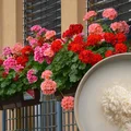 Domowa odżywka dla pelargonii. Wystarczą DWA składniki z kuchni, aby kwiaty były piękne i zdrowe