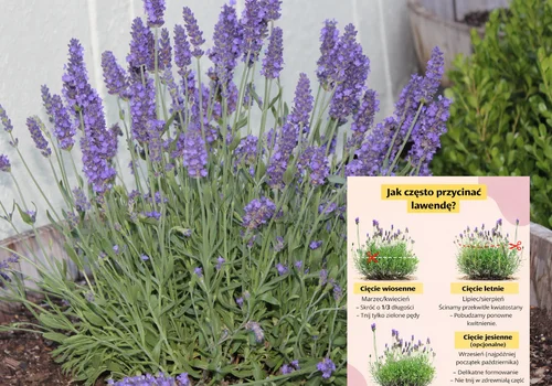 Lawenda w ogrodzie: kiedy i jak ją przycinać w Polsce? 3 kluczowe terminy, o których wielu zapomina