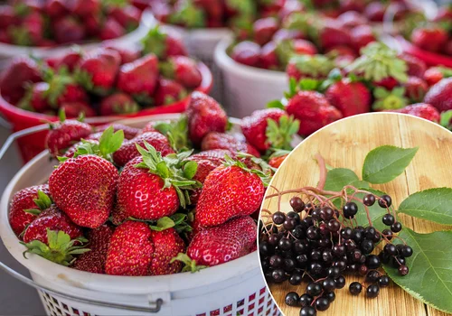 Ten zapomniany krzew to skarb dla truskawek! Zrób nawóz 1:10, a kobiałki będą się przesypywać