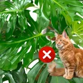 Masz w domu Monsterę? Ten piękny kwiat może okazać się bardzo niebezpieczny