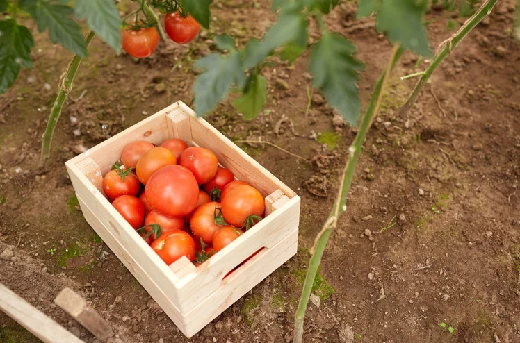 Zdjęcie Jak wyhodować największe pomidory w okolicy? Sekret tkwi w tym prostym składniku #1