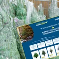 Wypożyczalnia żywych choinek! Nietypowa oferta popularnej sieci totalnie zaskoczyła klientów - ceny od 45 zł