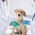 Urlop na opiekę nad zwierzętami! Nowe propozycje w kodeksie pracy?