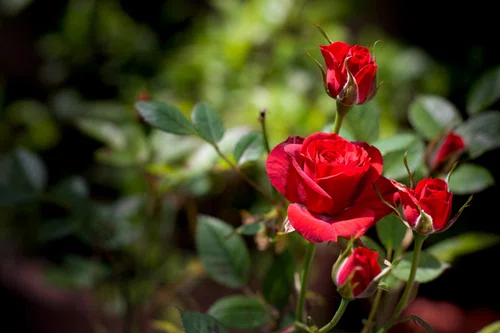 Jak prawidłowo dbać o róże w ogrodzie?