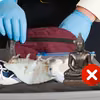 Czego nie wolno przywozić z wakacji?